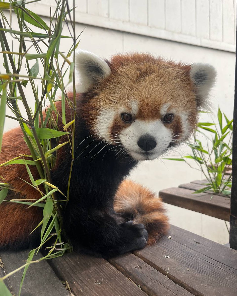calgaryzoo's tweet photo. Are you counting down to the opening of Imagine Asia on July 15? 📅 While you wait, join us in celebrating some birthdays! 

Female red panda Udaya turns seven today and male Linus turns eight on Tuesday! 🥳

#YourZooYYC https://t.co/g2LGICVYvt