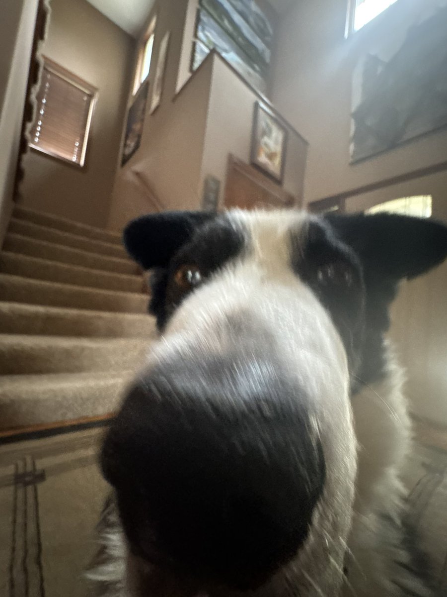 rdennisjr's tweet photo. Why didn’t you take me on the long run today? I mean I barely made it through the one mile just before that but still…no leave me! #runningwithdogs #marathontraining https://t.co/gKKaHXyVft