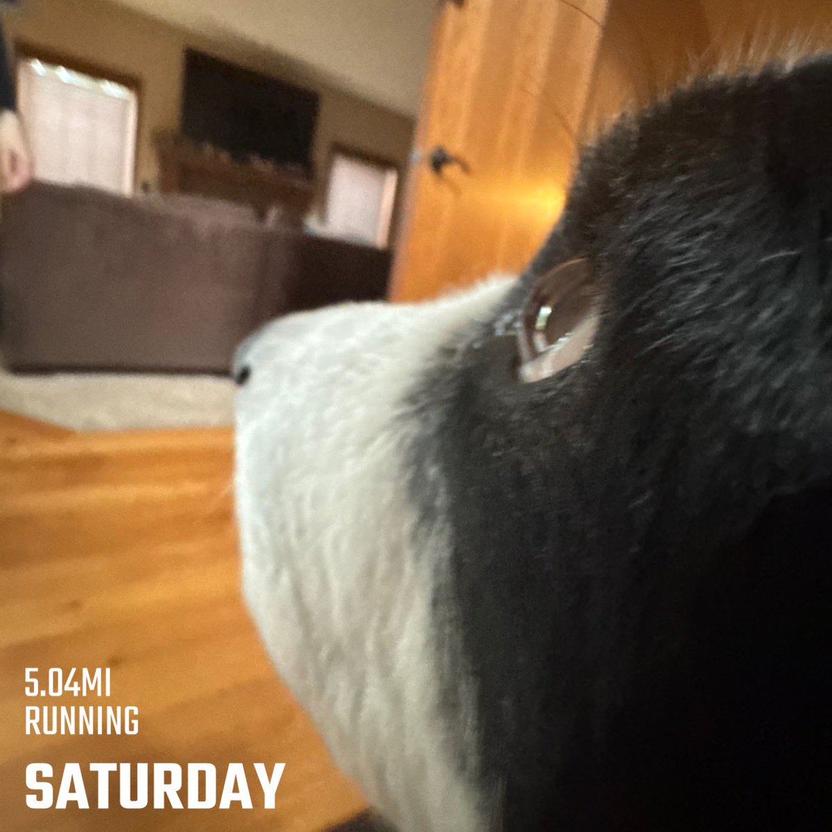 rdennisjr's tweet photo. Why didn’t you take me on the long run today? I mean I barely made it through the one mile just before that but still…no leave me! #runningwithdogs #marathontraining https://t.co/gKKaHXyVft
