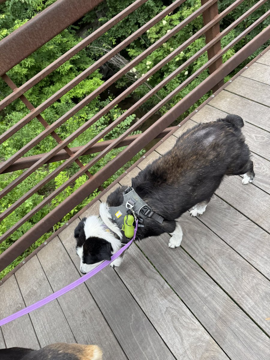 rdennisjr's tweet photo. Why didn’t you take me on the long run today? I mean I barely made it through the one mile just before that but still…no leave me! #runningwithdogs #marathontraining https://t.co/gKKaHXyVft