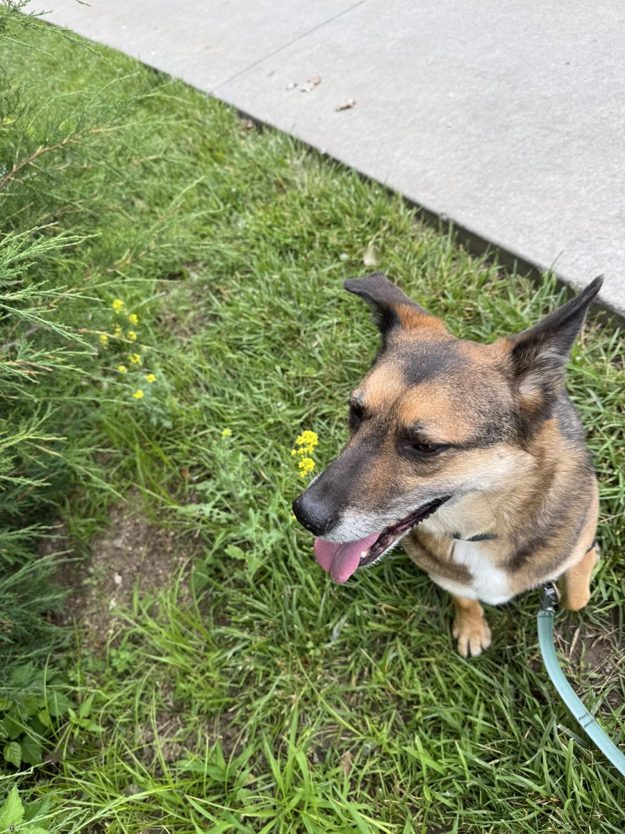 rdennisjr's tweet photo. Why didn’t you take me on the long run today? I mean I barely made it through the one mile just before that but still…no leave me! #runningwithdogs #marathontraining https://t.co/gKKaHXyVft