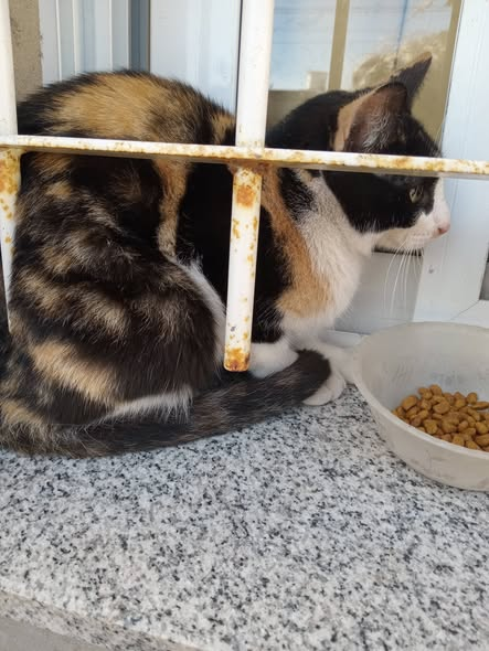 XxiJusticia's tweet photo. Apareció esta gatita/o en calle 74 no 342 (derecha) Esta asustada. Por favor, difundir así encuentra a su familia!! Gracias!! https://t.co/KtToXXyiYT