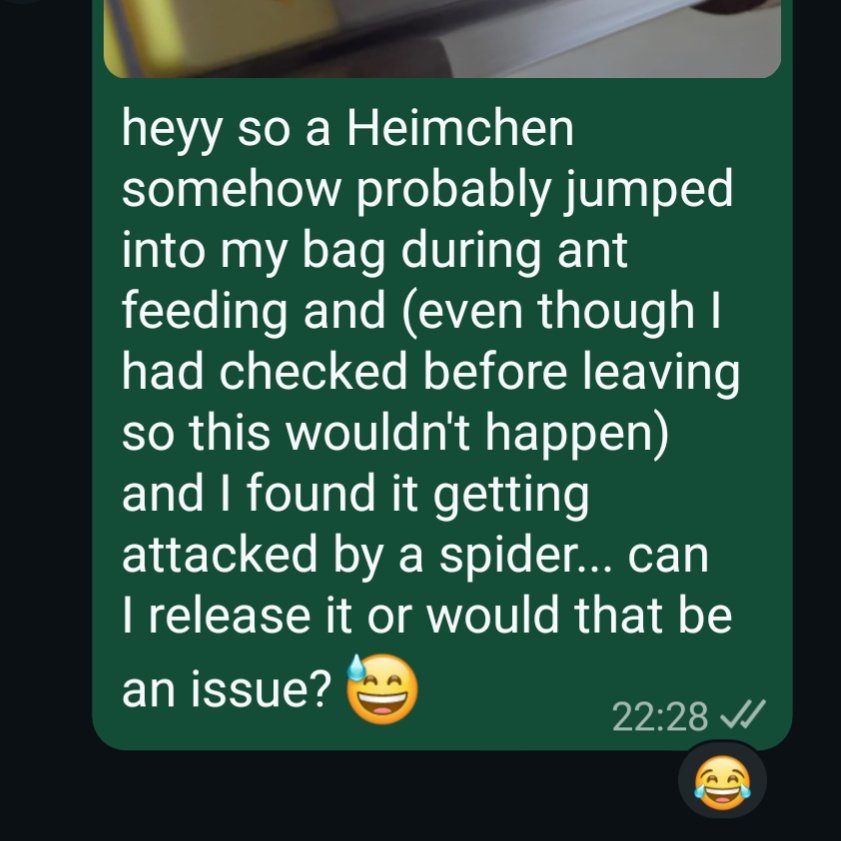 colligocritters's tweet photo. > be me (ethical altruist)
> work in an animal lab
> lab buys alive crickets
> someone opens fridge -> crickets escape
> joke to bf "if there's one @ our home tell me"
(next day) 
> hear bf get scared
> CRICKETINMYHOUSE
> can't release, but killing..? 
> nope
> say hi to bob.. https://t.co/CbJ2zBIlNe