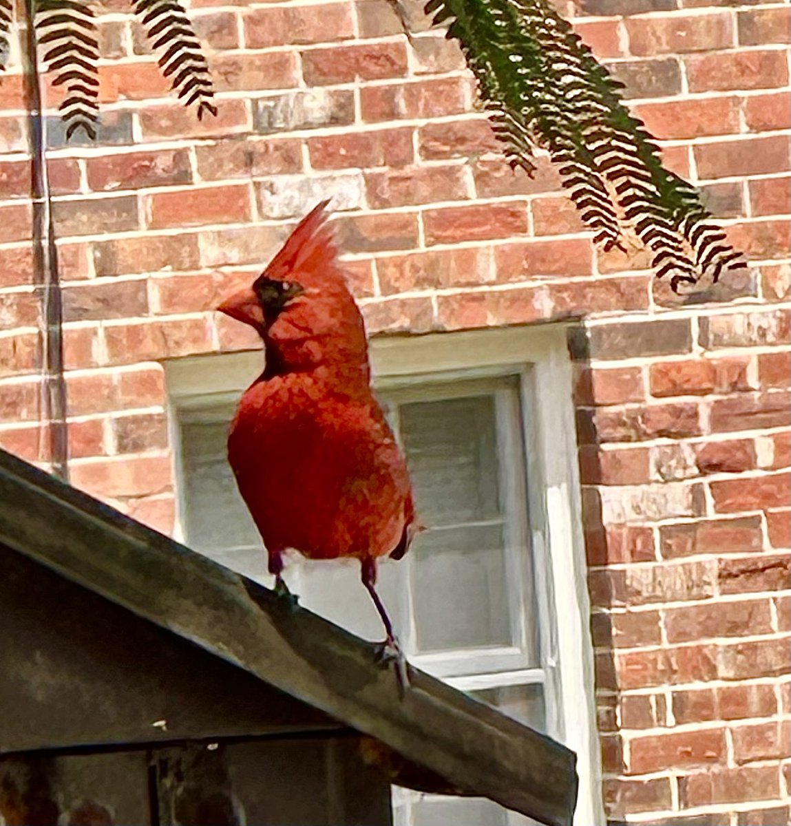 ConradMbewe's tweet photo. I know that for my North American friends this Northern Cardinal is a common sight. Pardon my excitement when I stepped out of the car at lunch today and saw this deep-red feathered male friend posing for me. He doesn’t visit my neck of the woods in Zambia. God still amazes me! https://t.co/BxRlbBmxoe