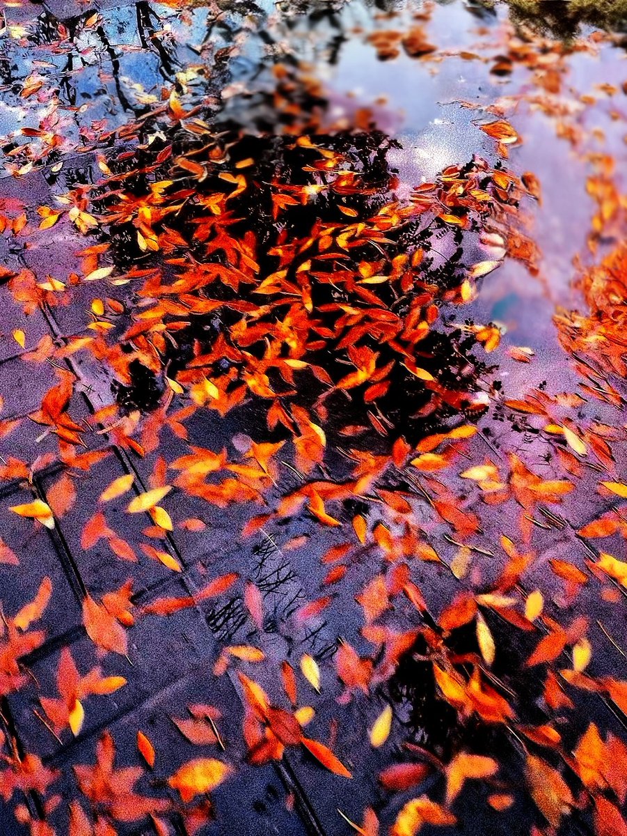gavrikov_andrej's tweet photo. It’s pouring rain and the autumn leaves are floating down softly—crisp, cozy vibes all around ， https://t.co/R5Odi5vbBu