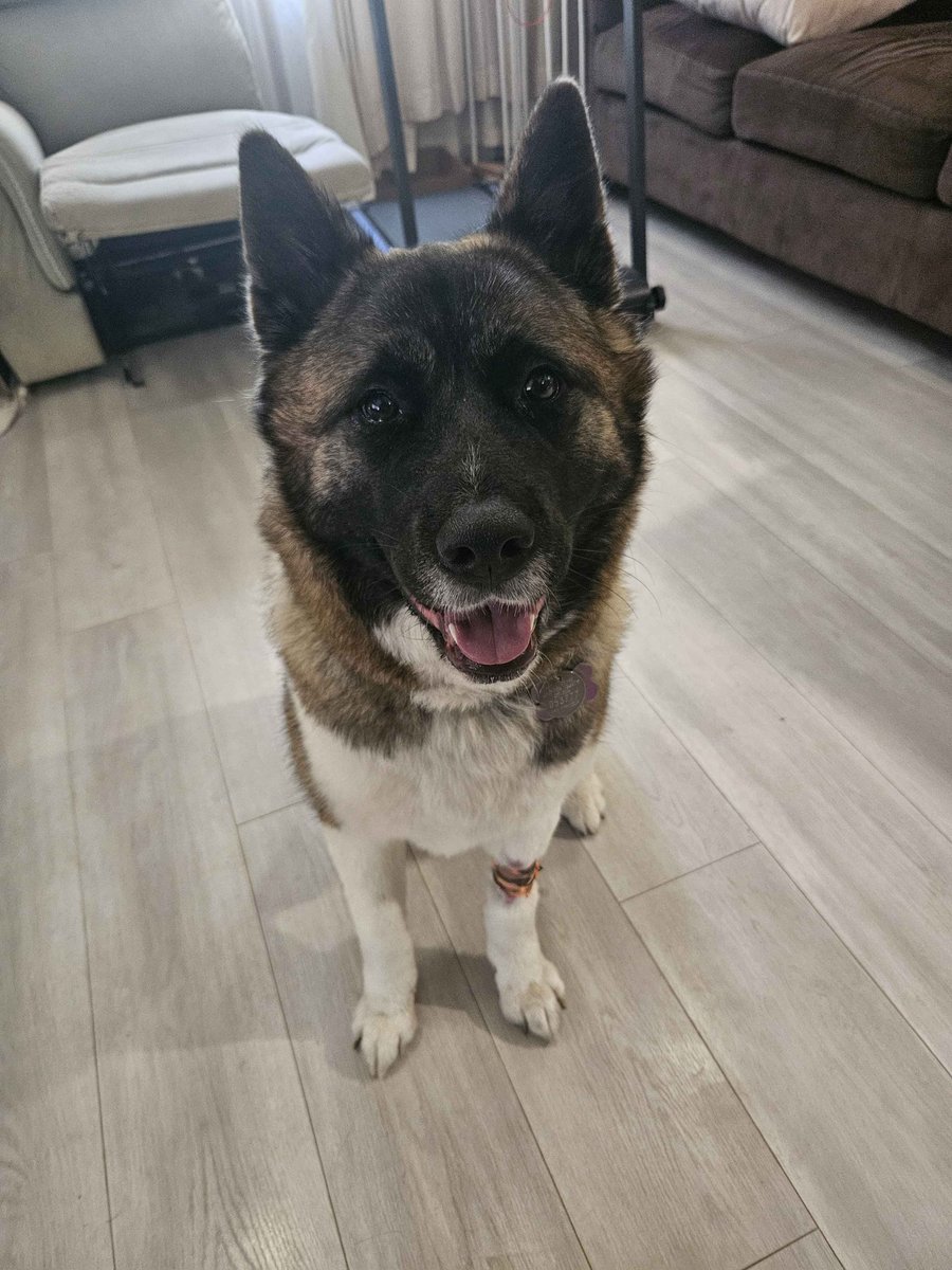 AlarsongTTV's tweet photo. Update 3:

Nala is HOME!

As mentioned before, she was able to avoid having surgery and is doing a lot better. This incident does put her at risk of having it happen again in the future, but right now I want to focus on the current expenses and raise funds for these. Unless she has another case of torsion, surgery is not required right now, but it is something I will want to explore in the future as a preventative; being able to plan it out in advance will also mean the cost will be a lot less than it would be should it happen at another inopportune time. In the case of such an unfortunate event, I will of course have to alter the goal again, but I am hoping this is something that can be worried about at a much later date.

Due to her not requiring surgery, the goal has been HALVED. Obviously this is incredible news as it puts us so much closer to the goal and alleviates a lot of financial hardship, but it is still VERY costly so I am still going to request that people continue to share the GoFundMe and my tweet, and throwing a few bucks our way if you are in a position to do so. We appreciate everything that's been done for us so much.

Right now I'm going to focus on spreading the word locally and online through my neighborhood and various groups that may be able to help. Nala's birthday is on July 7th, and I hope to be able to have time set aside both to celebrate her turning 2, but also to dedicate time and effort into helping raise as much of the remaining money as possible. We would greatly appreciate whatever support can be lent during this time, and I will post more about this in the coming weeks.

Thank you so much for everyone who has helped and continues to help, whether you are donating or spreading the word. When I initially got estimates on the cost, I broke down due to how insurmountable it seemed, and had to make the choice between a bill that could be as high, or even higher than $16,000, or my dog's life. I am glad we have so many kind people we can depend on during this difficult time, and am emotional even as I write this. I hope we continue receiving your support in the future, and I will continue to post updates on Nala both on the GoFundMe, and on my Twitter.

Thank you again, it means the world to Nala, to me, and everyone who has been lucky enough to become friends with her.