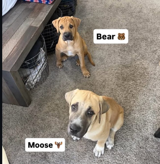 _JanessaDean's tweet photo. Y'all say Hii to Bear🐕🦮 Mom 
Moose❤️🔥💋💋
Mommy love ya https://t.co/6LGquxanh4