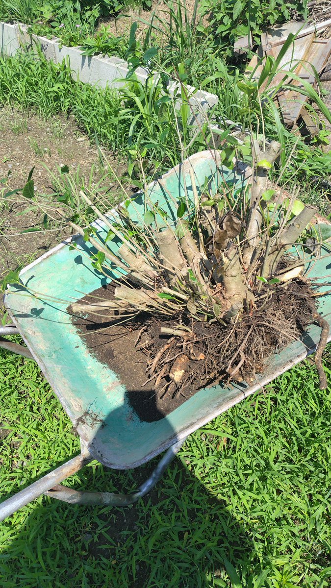 yodey1's tweet photo. ドッグランを作るため、週一で一つ一つ整備してます。

一気に作業するにはもう少し体力つけないといけないので、トレーニングをもっとしないと

そして、完成まてまの道のりは遠い😅 https://t.co/LcgImUVpXG