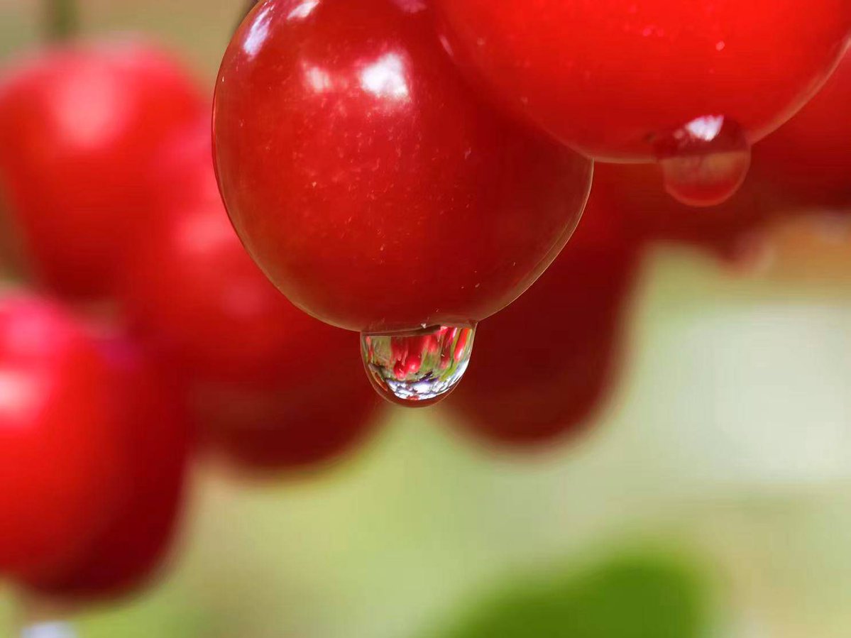 FMICOqOugPnFIu2's tweet photo. This organic cherry tomato is game-changing! Sweet, juicy, zero bitterness, packed with bright flavor—perfect for salads or snacking. A total win for fresh produce lovers!， https://t.co/IcKqZjXeA0