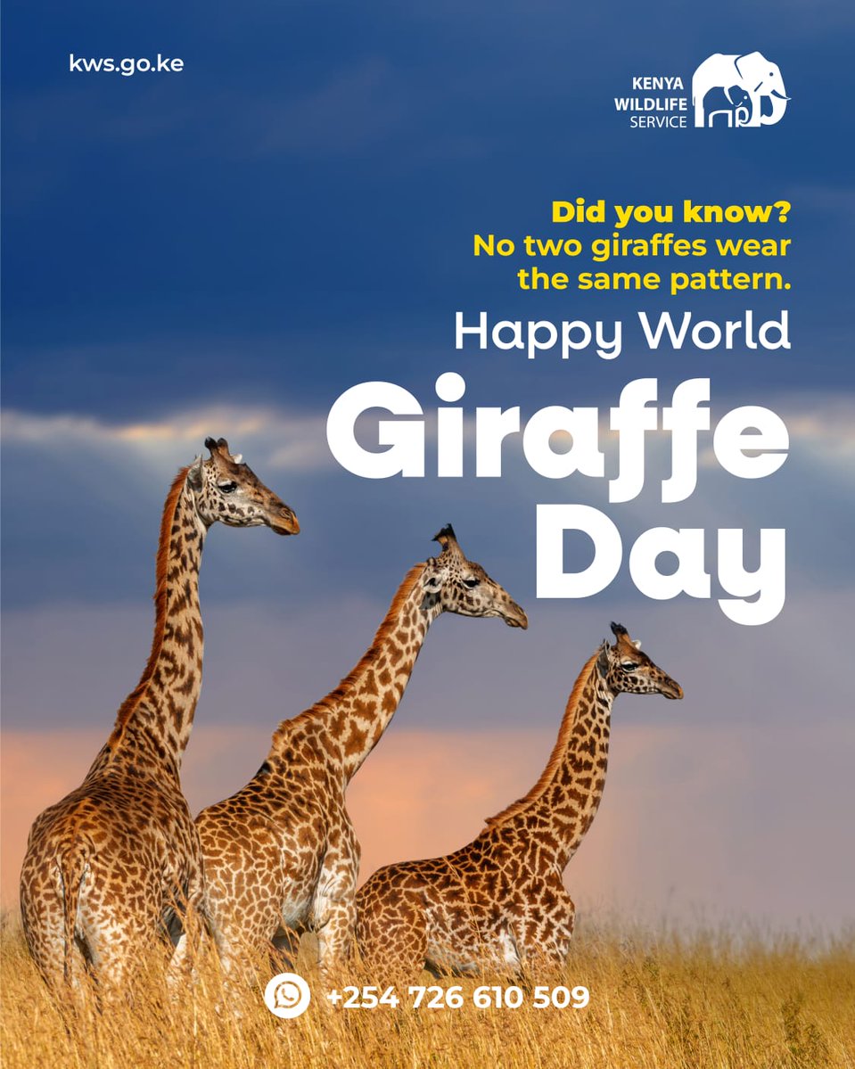 KWSKenya's tweet photo. Happy World Giraffe Day!

Did you know giraffes inherit their patterns from their mothers? Yet, no two giraffes share the same pattern. These unique markings do more than make each giraffe distinctive, they help with camouflage, aid in regulating body temperature, and support their survival in the wild.

This #WorldGiraffeDay, visit #KenyaParks and experience the beauty of this incredible species while supporting conservation efforts that help secure their future for generations to come. Let's stand tall for giraffes! 

#ThrivingWildifeForever #JiachilieInKenyaParks