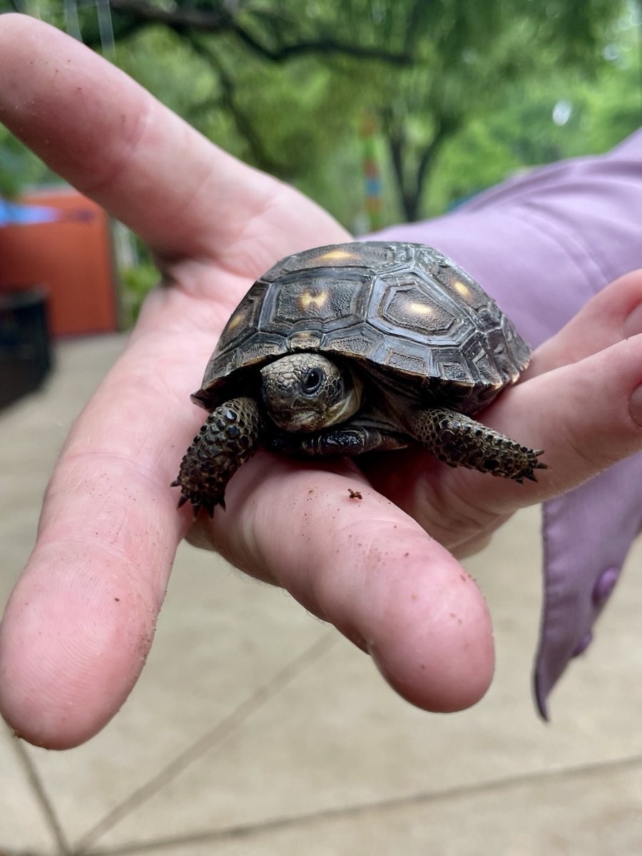 SanAntonioZoo's tweet photo. Today is Texas Tortoise Day! Did you know that the Texas tortoise is the only tortoise native to Texas?

These unique reptiles are found in the thornscrub habitats of South Texas, where their sturdy, elephant-like feet help them navigate life on land. Texas tortoises are also a state-protected species, so if you spot one in the wild, admire it from a distance and leave it undisturbed.

Help us spread the word about this incredible Texas native and the importance of protecting its habitat! 💚