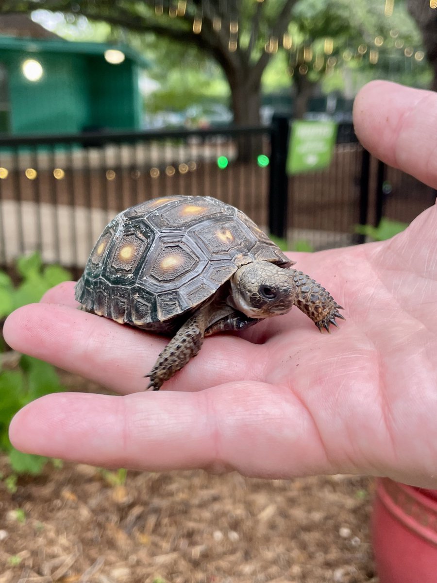 SanAntonioZoo's tweet photo. Today is Texas Tortoise Day! Did you know that the Texas tortoise is the only tortoise native to Texas?

These unique reptiles are found in the thornscrub habitats of South Texas, where their sturdy, elephant-like feet help them navigate life on land. Texas tortoises are also a state-protected species, so if you spot one in the wild, admire it from a distance and leave it undisturbed.

Help us spread the word about this incredible Texas native and the importance of protecting its habitat! 💚
