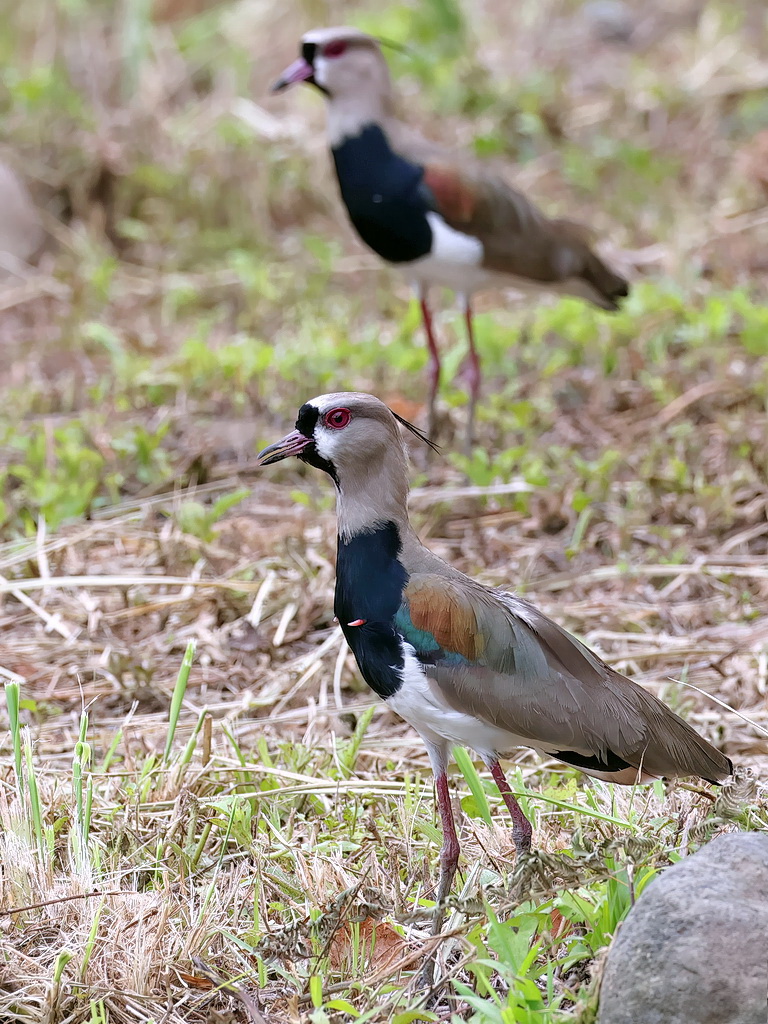 日本に飛来するタゲリとはまた全然違いますね。 これだから鳥の世界は
