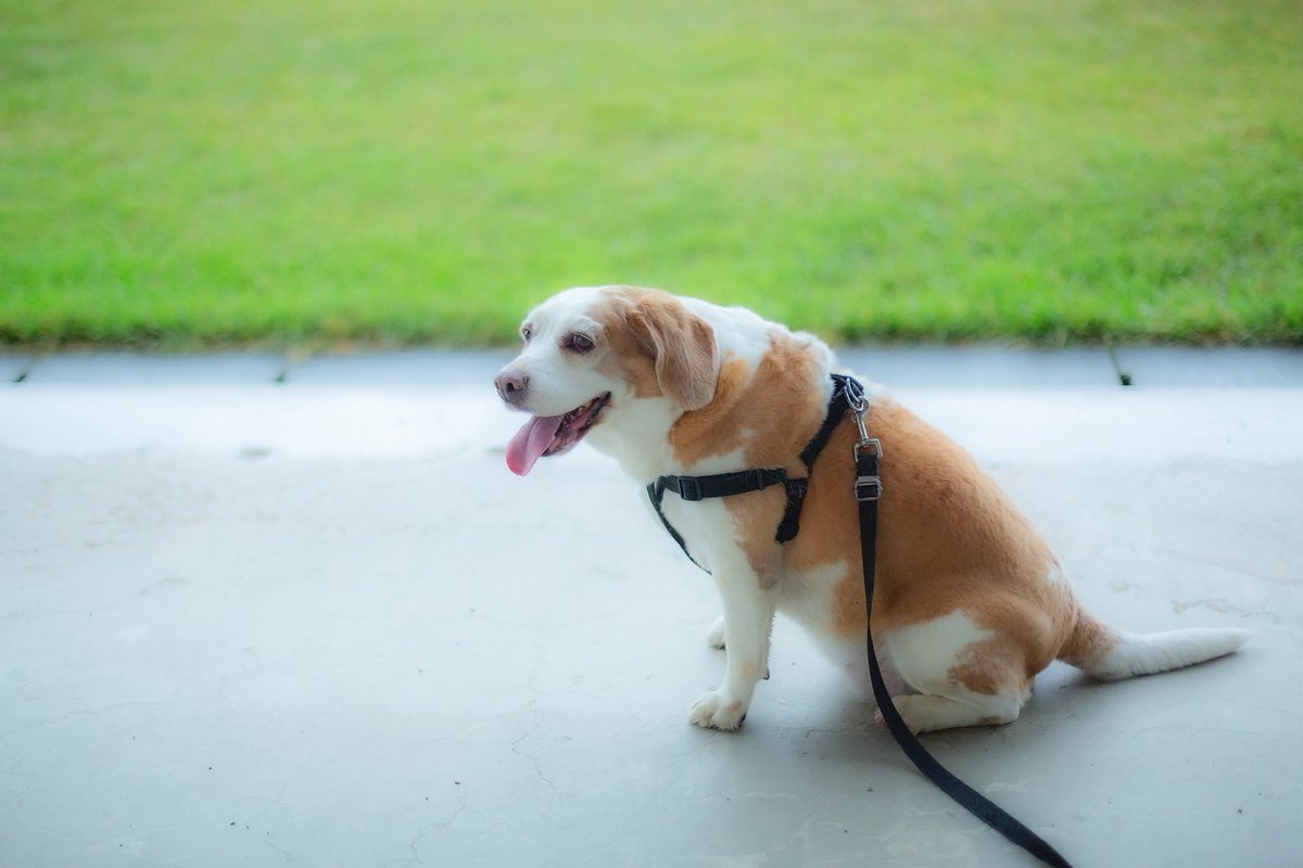 distance_box's tweet photo. 今日のきぃちゃん☔️

雨降り散歩でびしょ濡れの朝です😞

#beagle
#ビーグル
#犬のいる生活 https://t.co/QG1PgqxC20
