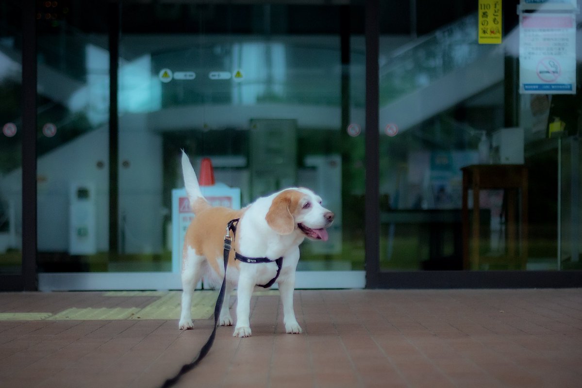 distance_box's tweet photo. 今日のきぃちゃん☔️

雨降り散歩でびしょ濡れの朝です😞

#beagle
#ビーグル
#犬のいる生活 https://t.co/QG1PgqxC20