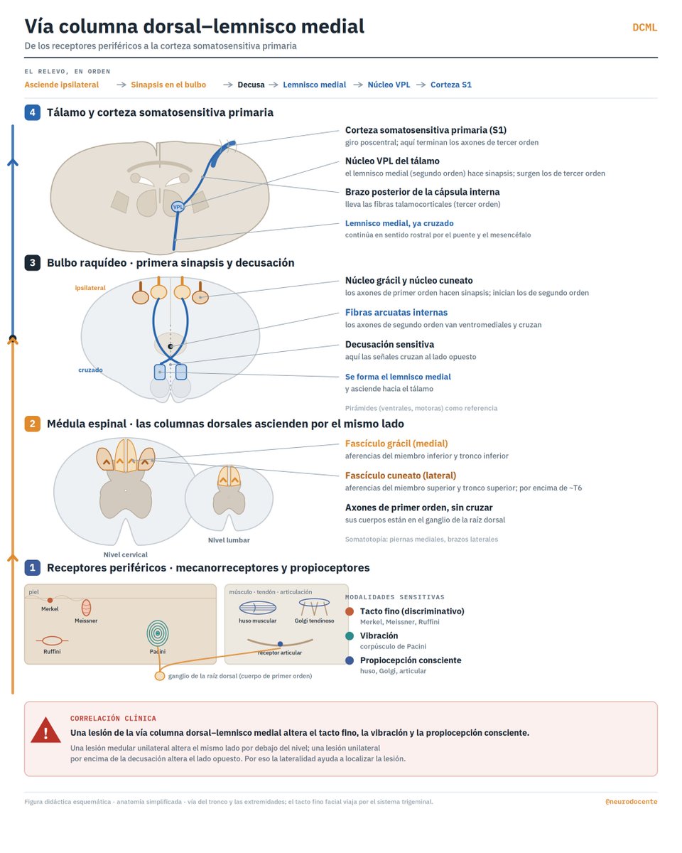 neurodocente's tweet photo. La vía de la columna dorsal y el lemnisco medial se sigue mejor rastreando una sola fibra desde la piel hasta la corteza. Los axones de primer orden que llevan el tacto discriminativo, la vibración y la propiocepción consciente ascienden por su propio lado de la médula espinal y hacen sinapsis en los núcleos grácil y cuneato del bulbo caudal, y solo ahí los axones de segundo orden cruzan la línea media como las fibras arcuatas internas y forman el lemnisco medial. El lemnisco asciende por el tronco encefálico hasta el núcleo ventral posterolateral del tálamo, cuyas neuronas de tercer orden proyectan al giro poscentral. Como el cruce ocurre en el bulbo y no en la médula, una lesión unilateral de las columnas dorsales altera el mismo lado del cuerpo por debajo de la lesión, mientras que una por encima de la decusación altera el lado opuesto, y por eso en la clínica, la lateralidad de un déficit sensitivo funciona como signo localizador.