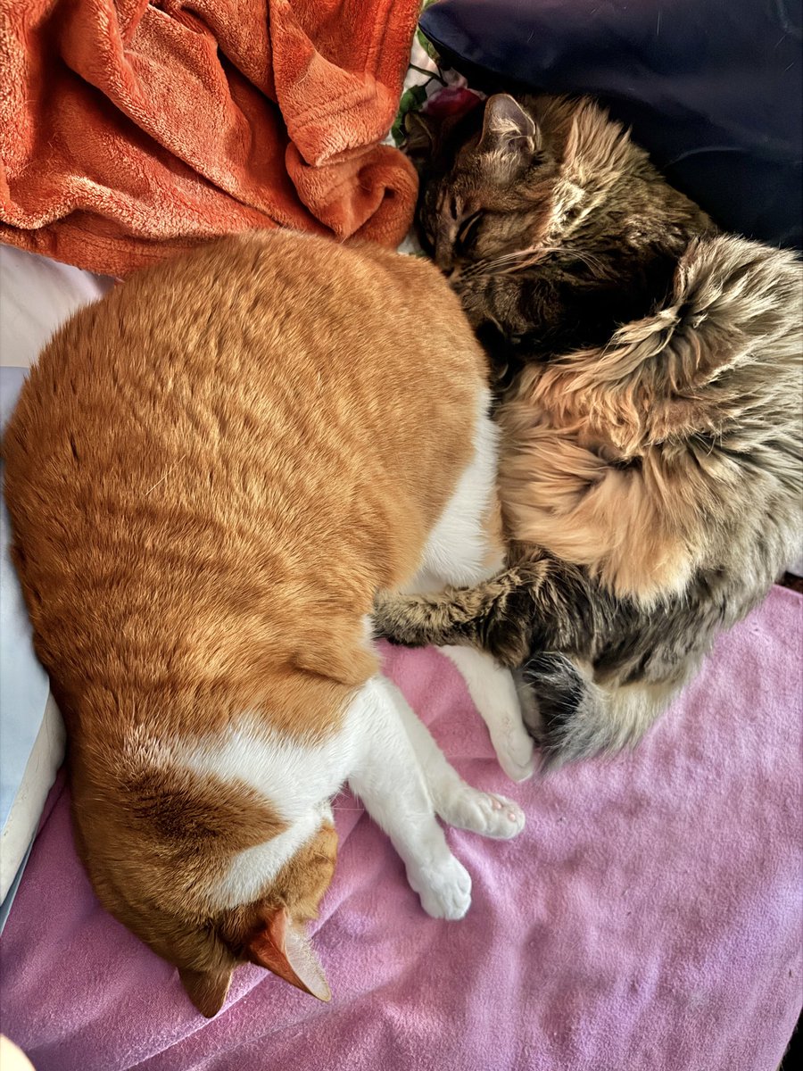 jayferranti's tweet photo. @TheRealThelmaJ1 Felix and Luna. https://t.co/G56mnKBCjq