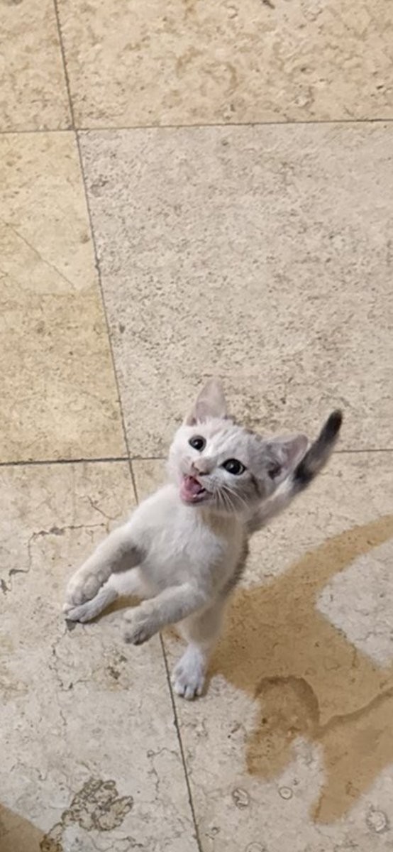 171Nyx's tweet photo. الشحات دا لذيذ اوى 😂 https://t.co/CAvsjyT8sD