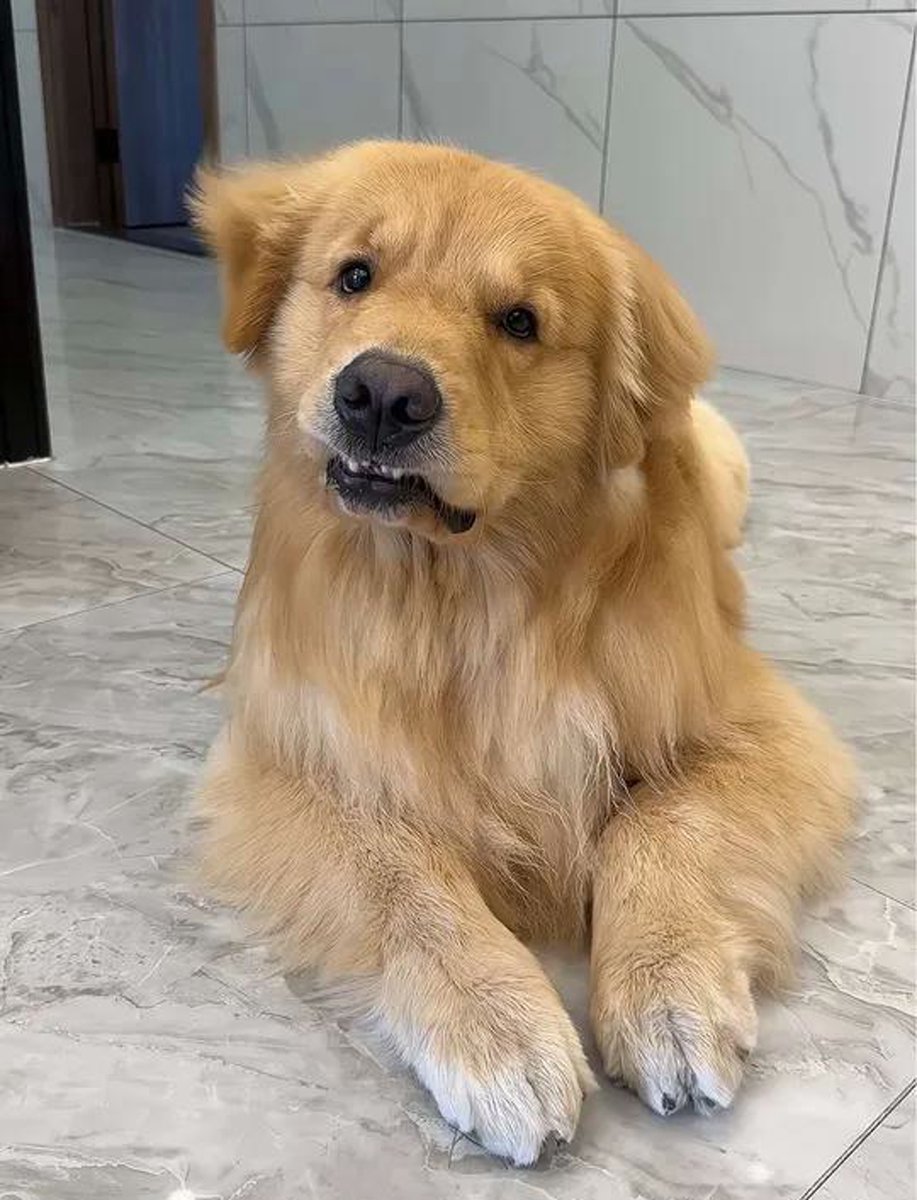 CoolHandLukee14's tweet photo. My little pup just turned 6 months! Already learning to sit u0026 play fetch—seeing them grow from a wobbly newborn is the best feeling ever https://t.co/JvJ9m2LpYx