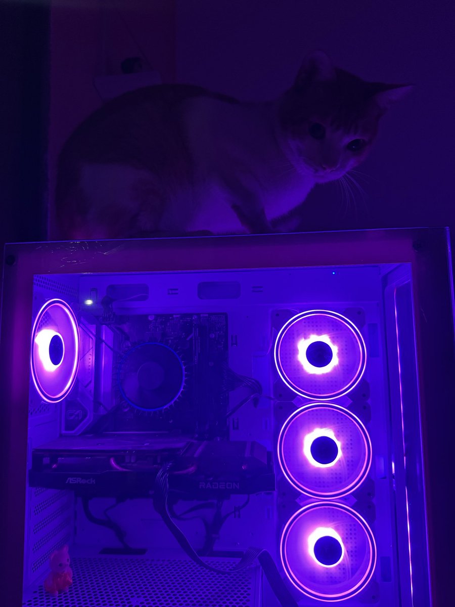 emysbloom's tweet photo. comprei um pc novo e quem mais gostou foi o gato https://t.co/GKjGppzINM