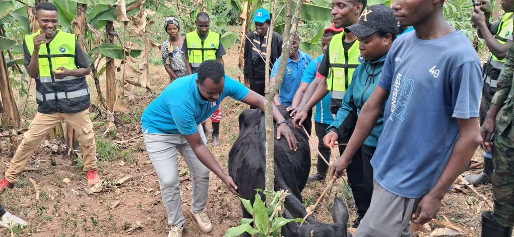 RutsiroRYVCP's tweet photo. None @RutsiroDistrict kubufatanye bw'inzego z'urubyiruko NYC, RYVCP n'Urugaga n'izindi nzego twitabiriye Sport rusange ndetse n'Umuganda habayeho knd kuremera Inka utishoboye @RwandaYouth @Rwandapolice @RwandaYouthVol1 @RwandaLocalGov @KubanaRichard @Kayitesidative1 @RwandaWest https://t.co/LnjZyRal4w