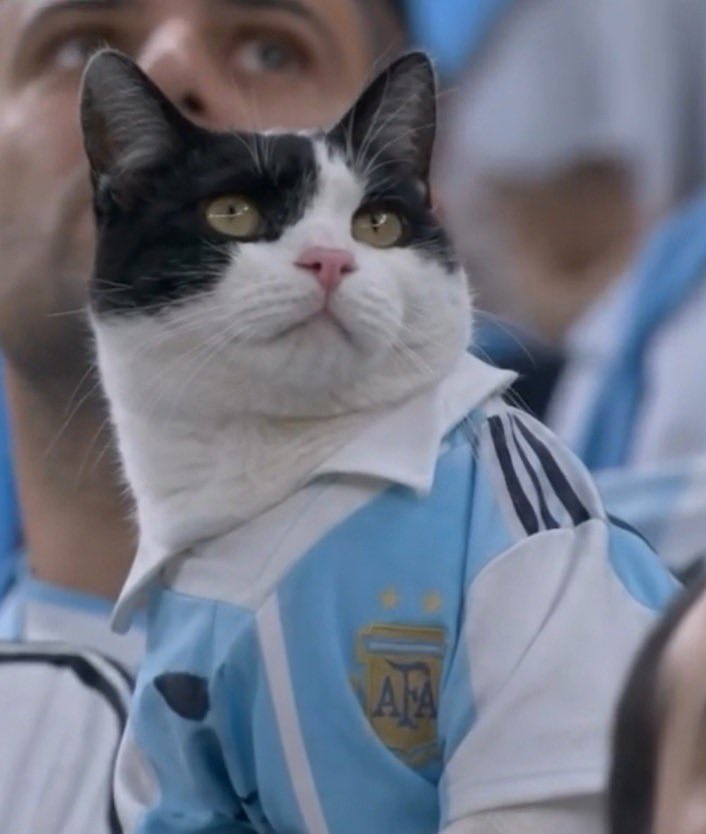 nordicfae's tweet photo. @frisky9 The cat watched for five seconds and already knew who the MVP was 🐱⚽️💀
https://t.co/gmM48tz5ax

Cats Enjoying The World Cup 
https://t.co/4OIhjfUvNk https://t.co/PIIybDiNh9