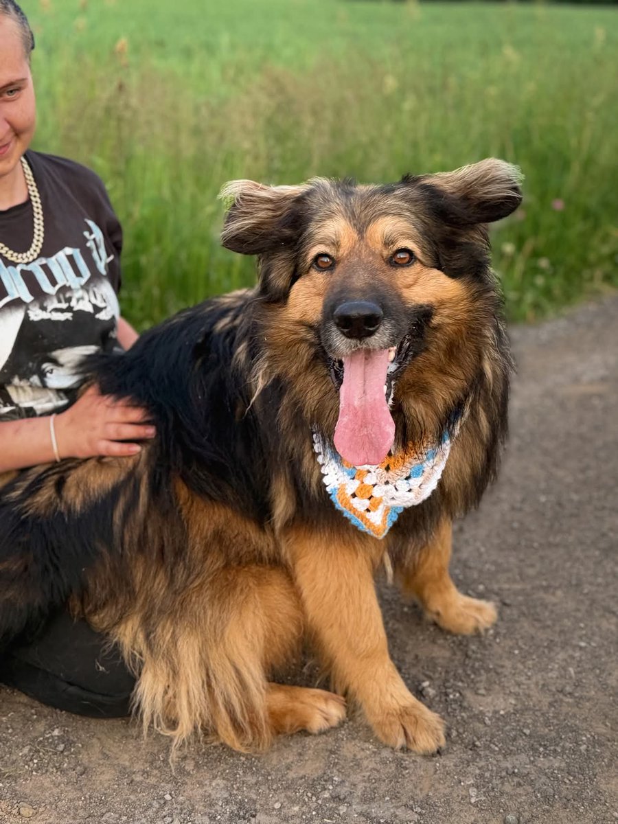DzabKepa's tweet photo. Ķepu-Ķepā adopcijas noteikumi 🐕🐈
https://t.co/t280I4IdHr https://t.co/99rZbUK4hD