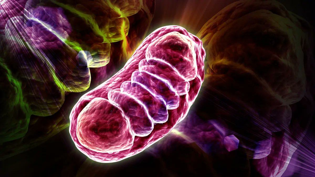 americanaging's tweet photo. Scientists reversed cellular aging in just 2 days.
@LeibnizFLI found that declining phosphatidylcholine fragments mitochondria — a core driver of cellular aging. Restoring it via diet reversed the damage in 2 days. https://t.co/Adsz0eMeZe
#Geroscience #AgingScience https://t.co/sXwq4V11DU