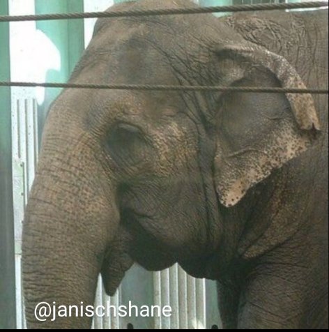 Susana643500's tweet photo. @Chez_Em @UKinArmenia @AlexColeFCDO @NikolPashinyan @President_Arm @AvinyanTigran @armgov @FPWC_news @armgov 
@YerevanZoo 
#FreeBunka 💔🐘🇦🇲Doing the right thing is not so difficult, it comes down to allowing #Bunka to go to a SANCTUARY. 
He has suffered enough, it’s time to give him his FREEDOM https://t.co/dw3kqAmOij