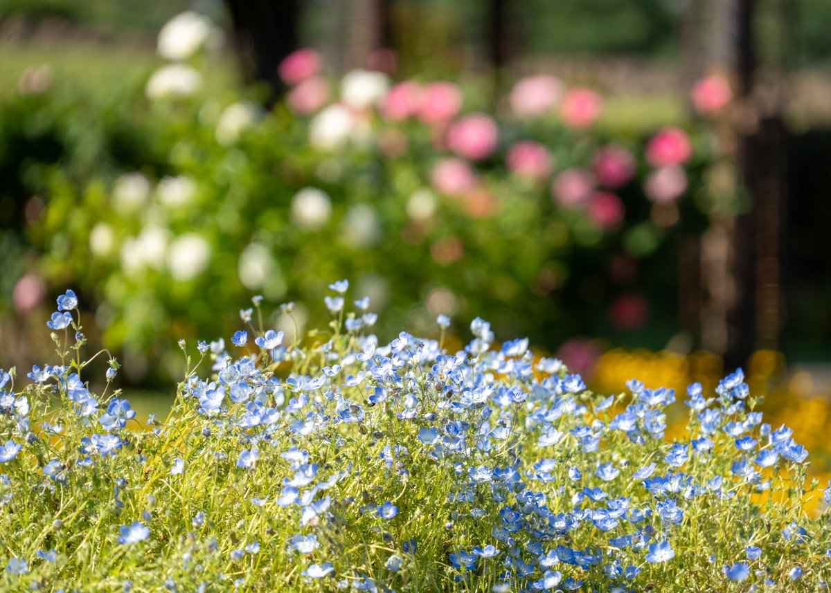 Nemophila ネモフィラ #photograghy #キリトリセカイ #flower