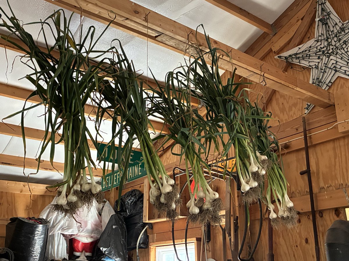 RedbirdBlues56's tweet photo. Allium Day today, cutting back this year, harvested 52 garlic and 10 onions https://t.co/HzWIDVMWMo