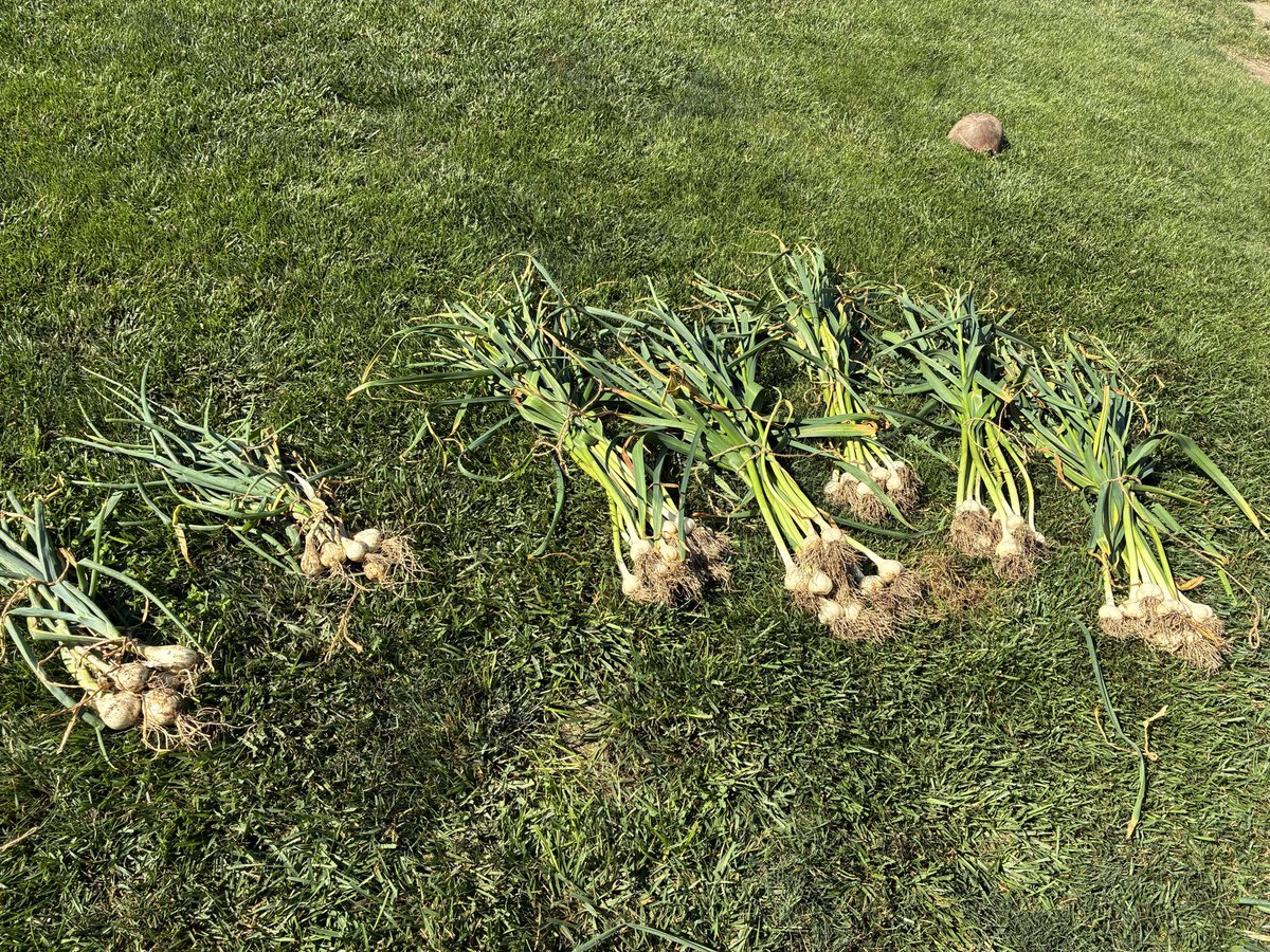 RedbirdBlues56's tweet photo. Allium Day today, cutting back this year, harvested 52 garlic and 10 onions https://t.co/HzWIDVMWMo