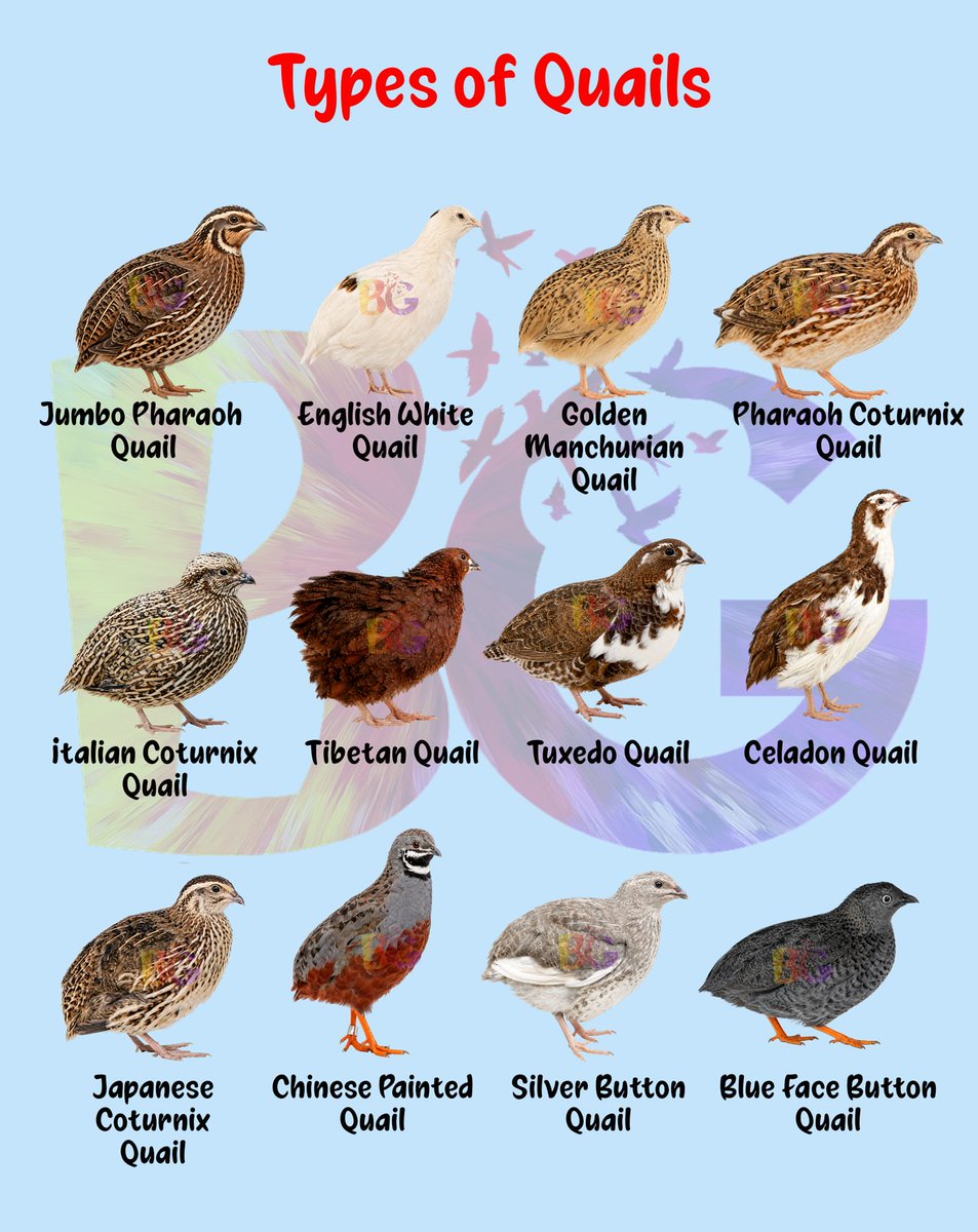 birdscolour56's tweet photo. Types Of Quails https://t.co/WJMxYhpGv3