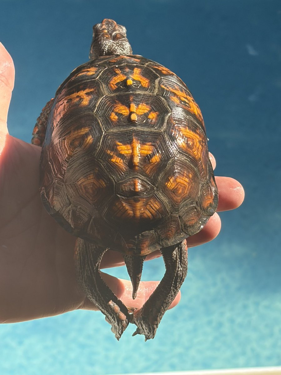 Jennibeth123's tweet photo. #turtles #easternboxturtle       Turbo the turtle came for another swim in the pool! https://t.co/IDKYUlG23W