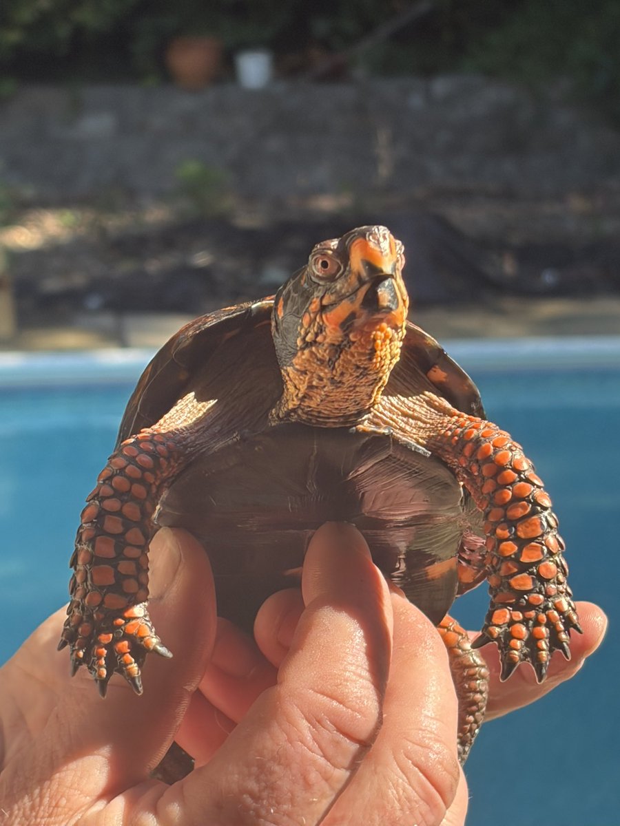 Jennibeth123's tweet photo. #turtles #easternboxturtle       Turbo the turtle came for another swim in the pool! https://t.co/IDKYUlG23W