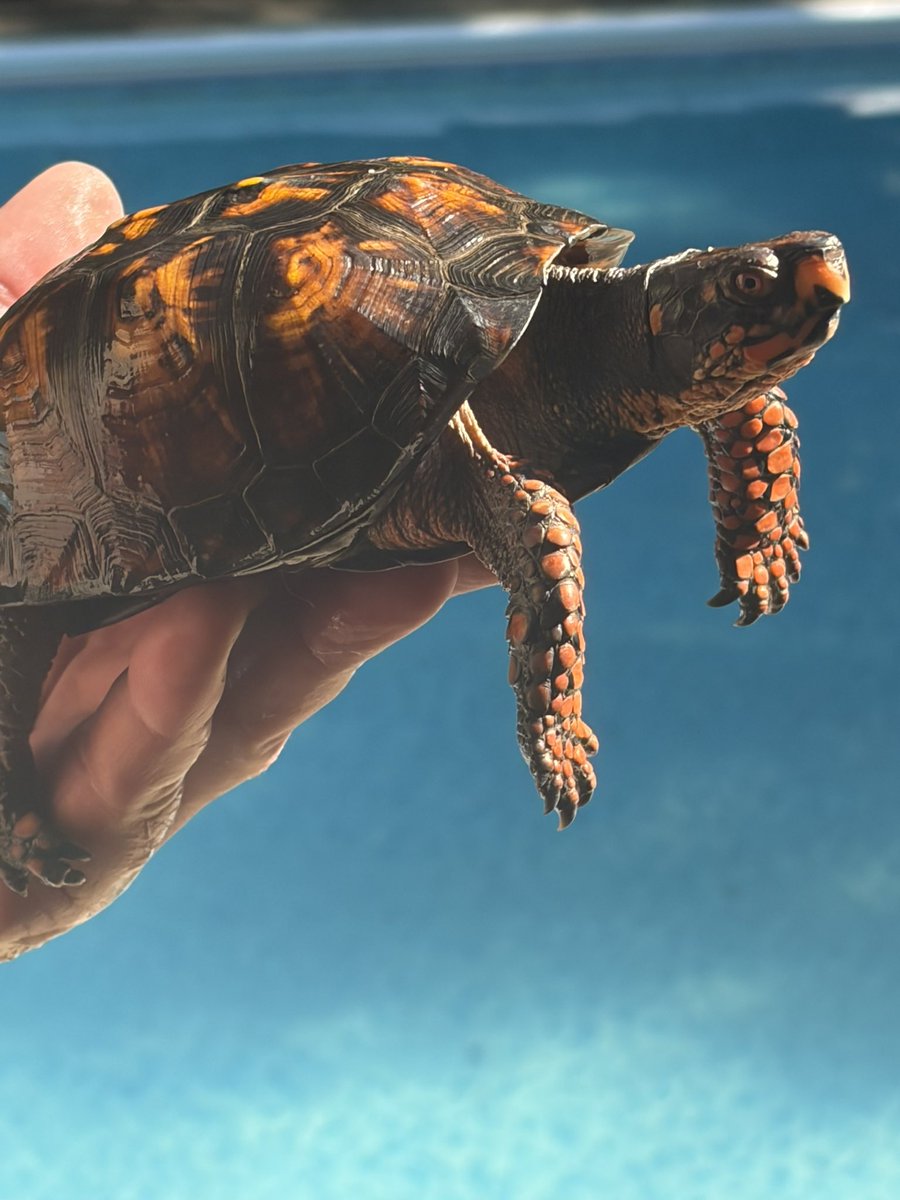 Jennibeth123's tweet photo. #turtles #easternboxturtle       Turbo the turtle came for another swim in the pool! https://t.co/IDKYUlG23W