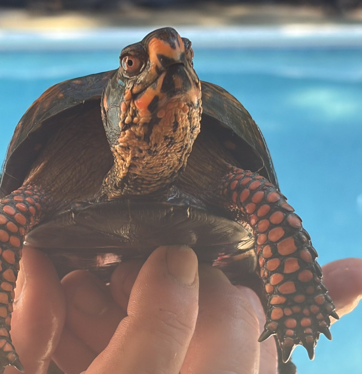 Jennibeth123's tweet photo. #turtles #easternboxturtle       Turbo the turtle came for another swim in the pool! https://t.co/IDKYUlG23W