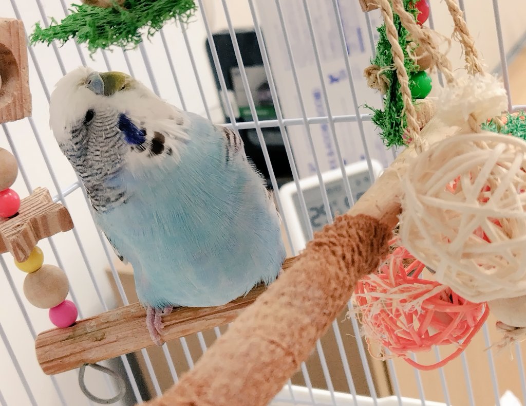 ren__pet's tweet photo. ラウちゃんはラウちゃんだけど、飼い主からは「もっちゃん」「もち太郎」「りょろり丸」などと呼ばれています。
#ジャンボセキセイインコ https://t.co/XKbGubHGcN