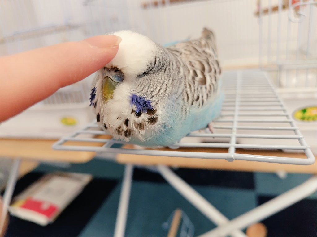 ren__pet's tweet photo. ラウちゃんはラウちゃんだけど、飼い主からは「もっちゃん」「もち太郎」「りょろり丸」などと呼ばれています。
#ジャンボセキセイインコ https://t.co/XKbGubHGcN