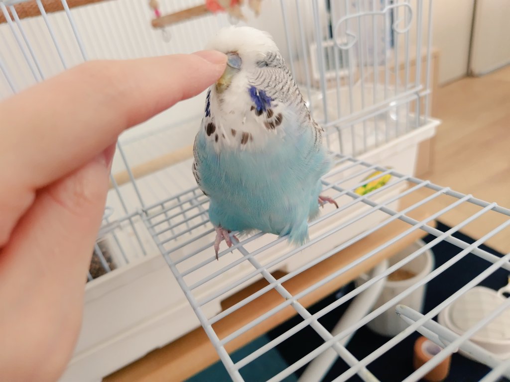 ren__pet's tweet photo. ラウちゃんはラウちゃんだけど、飼い主からは「もっちゃん」「もち太郎」「りょろり丸」などと呼ばれています。
#ジャンボセキセイインコ https://t.co/XKbGubHGcN