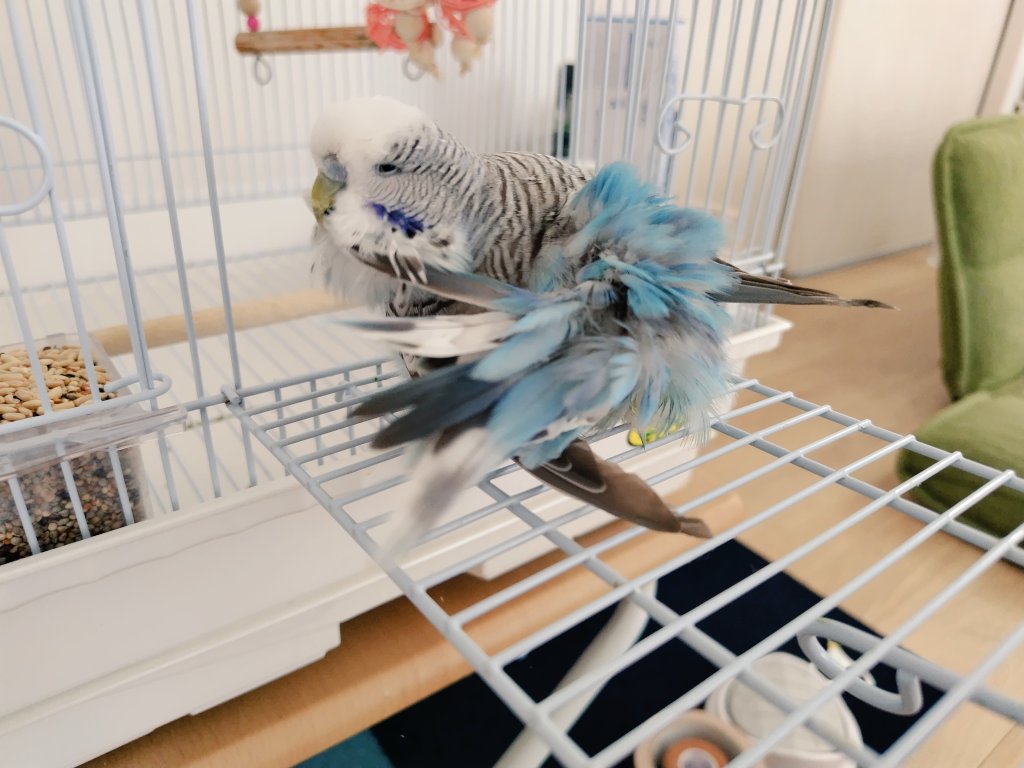 ren__pet's tweet photo. ラウちゃんはラウちゃんだけど、飼い主からは「もっちゃん」「もち太郎」「りょろり丸」などと呼ばれています。
#ジャンボセキセイインコ https://t.co/XKbGubHGcN