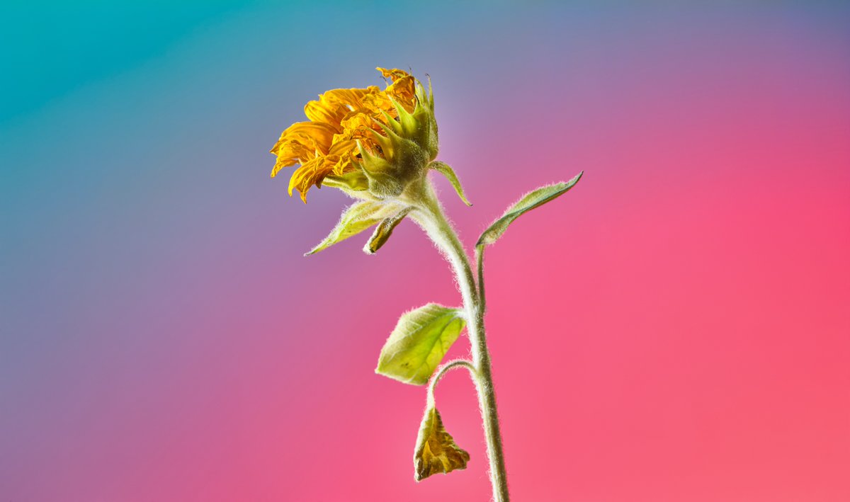 TakaoTsushima's tweet photo. Sunflower/ひまわり/向日葵
TOYOView + PhaseOneP25 + FUJINON250mm f32 1/125s ISO50
#Flowers #PhaseOne #PhaseOneP25 #大判カメラ #TOYOView #トヨビュー #FUJINON #Sunflower #mediumformatdigital #mediumformatdigitalback #mediumformatdigitalphotography https://t.co/GC448JD9oD