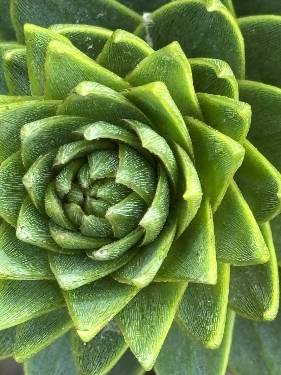El_Moz's tweet photo. The colour of life.

Theme: Green.

Show me your best shot. 📷 https://t.co/Nyh4d7WIeJ