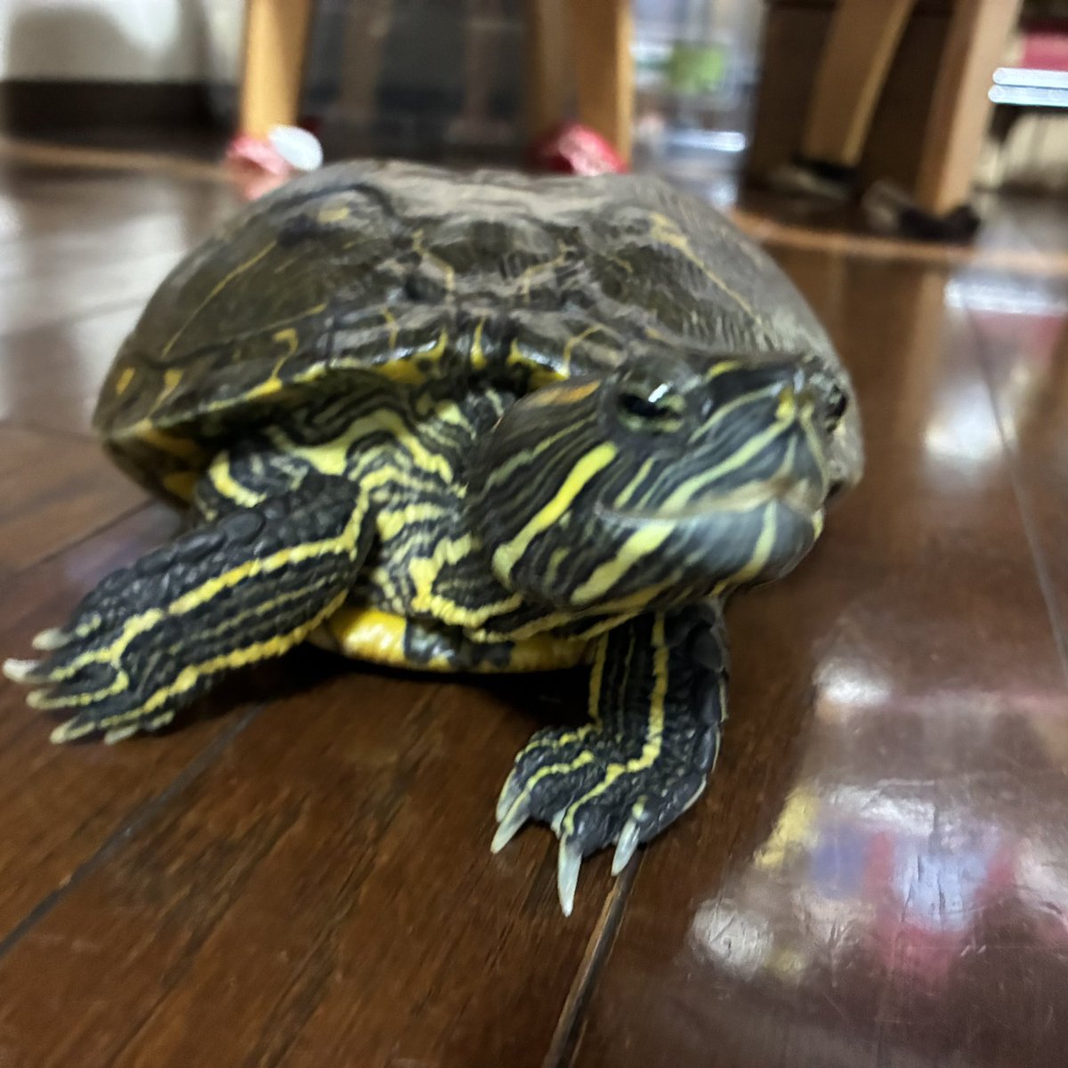 【みどりがめ】 かめきちさん、おはようございます。 ジッとしてないからブレブレ