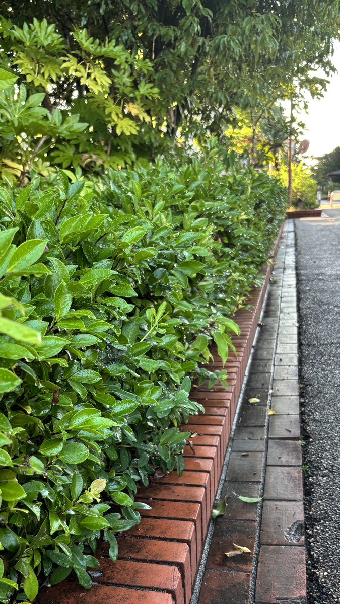 ruruktt1's tweet photo. 台風後の朝露が美しい✨ https://t.co/D5w9enWgdM