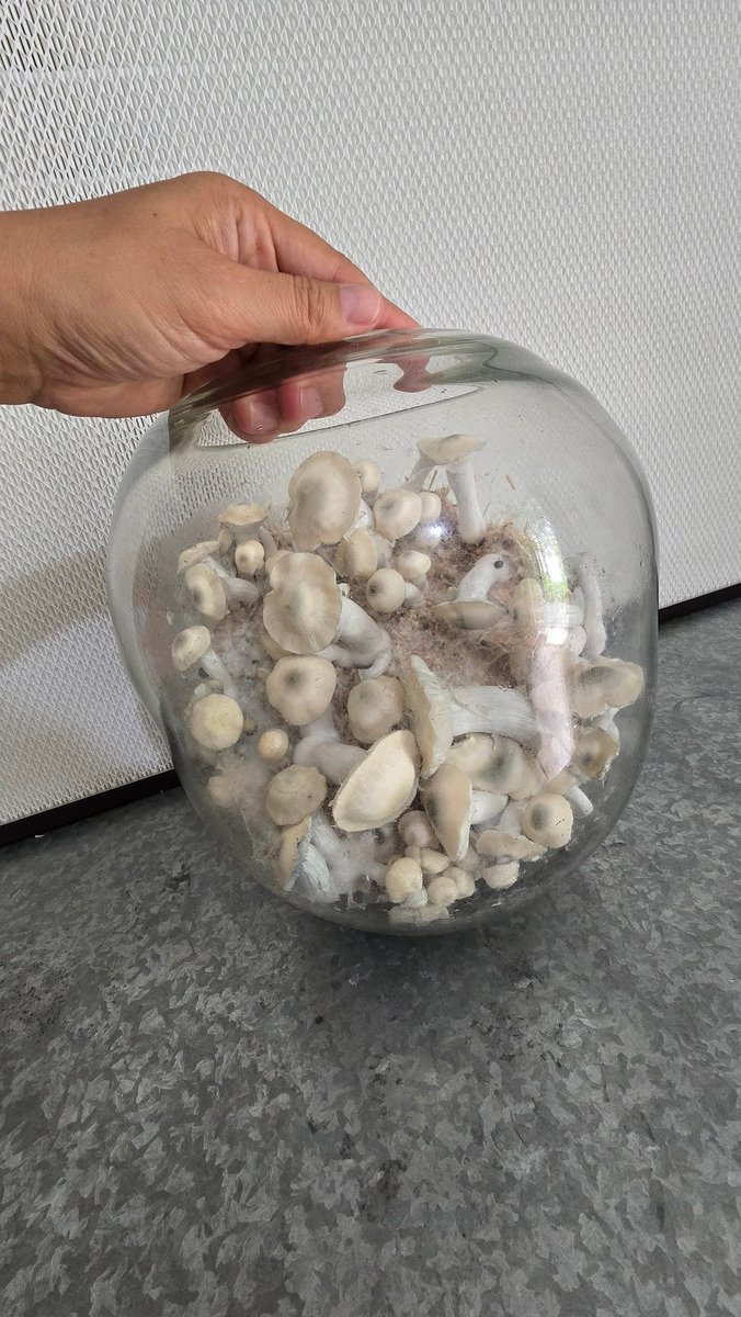 Majojoo's tweet photo. Los hijxs mas lindos 🤍🍄🇳🇱 https://t.co/GsRTYB8ISp