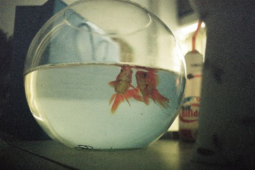 cervviidae's tweet photo. fish bowl chapter 5 out now! - 🎣https://t.co/yOI33cQ1cr https://t.co/rkkg7B6IOz