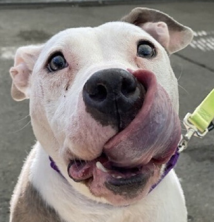 LisaBrabson's tweet photo. ‼️ 🆕 DYMOND #132683 10yo
Beautiful senior,absolutely adorable!
Sweet baby has amazing personality,loves everyone,well mannered, gentle
She is NOT old, she is EXPERIENCED!
Plz #Adopt #Foster or #Pledge4Rescue just plz save her.
#Queens #NYCACC 

https://t.co/Fy71yigt0V https://t.co/ezAdghAABc