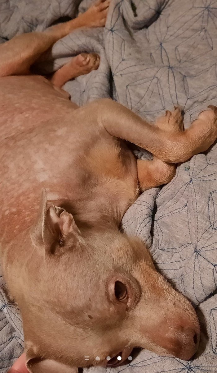 luckauthor's tweet photo. I don't usually talk about this in here, but I'm going to be real. This is the worst point ever.

2 of my dogs just died. Had both since they were babies. One was 13, and I had him since I was 10 and he was born. That was my son. The other was 8, got her after our other dog died https://t.co/7Vo61UbkvS