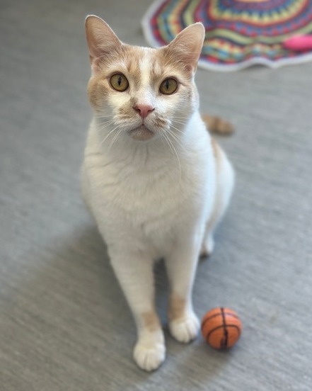 AnimalLeague's tweet photo. 🧡 If you're looking for a conversation partner, Jinji is ready to chat. 🧡

At 8 years old, Jinji #R166138 has quite the story to tell. This handsome, talkative boy has faced more than his fair share of heartbreak, finding himself without a home not once, but twice. Most recently, he was left behind at a municipal shelter when his owner moved away, leaving him confused and uncertain about what came next.

Thankfully, Jinji is now safe and surrounded by caring people who are helping him rediscover what it means to feel secure. In a quiet, peaceful environment, he's begun to relax and enjoy life's simple pleasures once again - sunbathing by the window, savoring lickable treats, and soaking up the attention of his human friends.

While new situations can still make him a little uneasy, Jinji's affectionate and social personality shines brighter every day. Once he feels comfortable, he'll happily fill your home with conversation, companionship, and plenty of charm.

Jinji is searching for an experienced adopter who can offer him a calm home where he can be the only pet and the center of attention he so deserves. A household with children over 12 years old would be the perfect fit for this special boy as he settles into his next, and hopefully final, chapter.

After everything he's been through, Jinji is ready to leave the past behind and start a new adventure with someone who will love him forever. Could that someone be you? 🐾💕

#GetYourRescueOn #CatsofInstagram #ForeverHomeWanted
